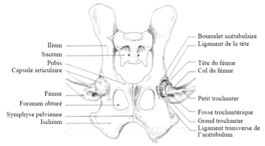Articulation coxo femorale